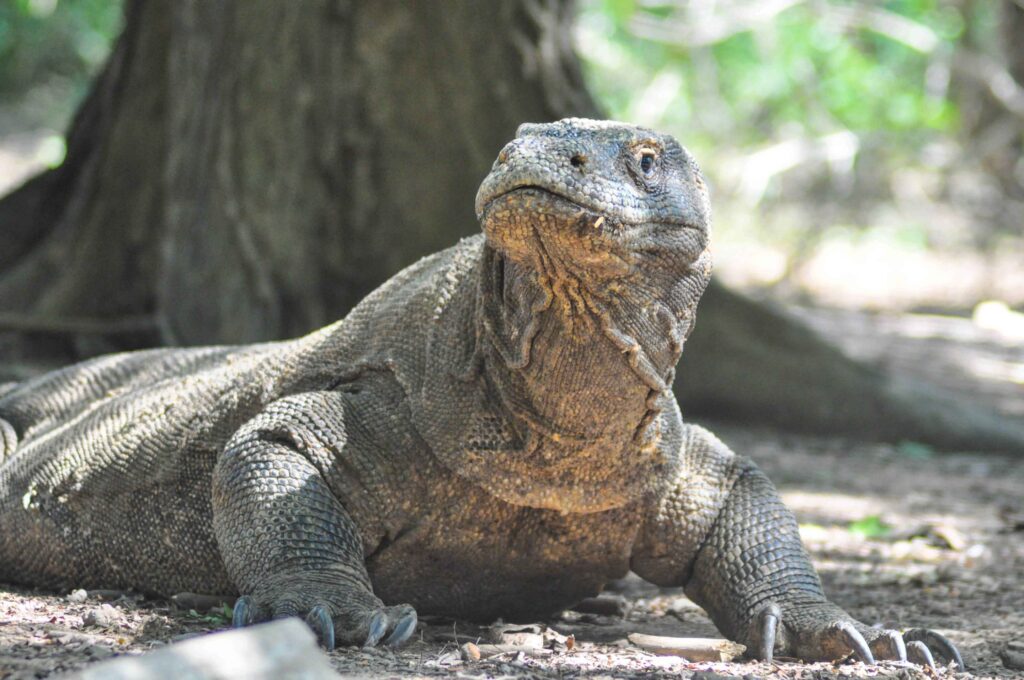Komodo Tours 2 Days 1 Night